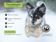 Tierheimplakat Winter 2022 Webseite
