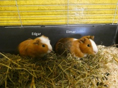Elmar& Edgar